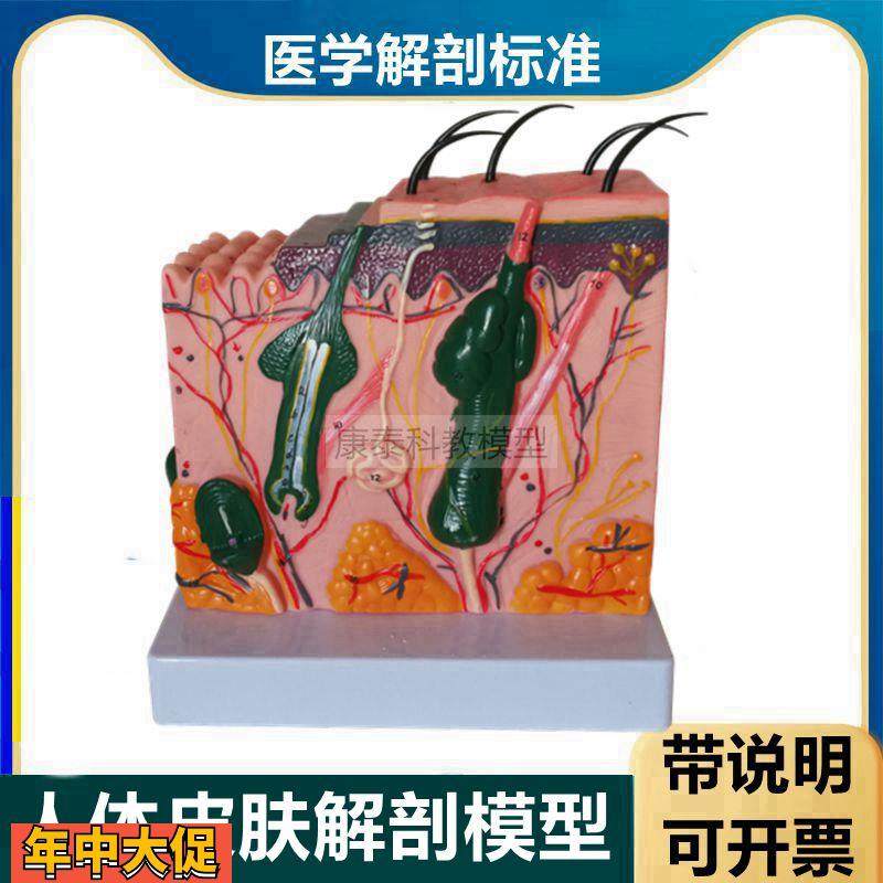人体皮肤模型带标识说明皮肤层次结构毛囊皮下组织美容微整形医美