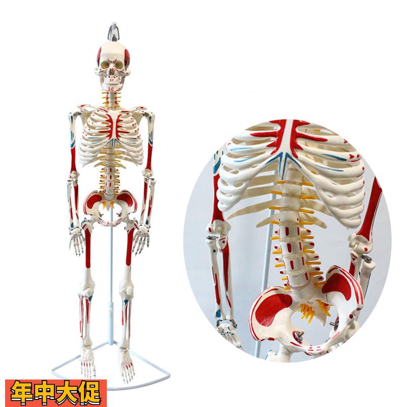 瑜伽教学用骨架85CM人体骨骼模型素描教具骨骼带血管和神经