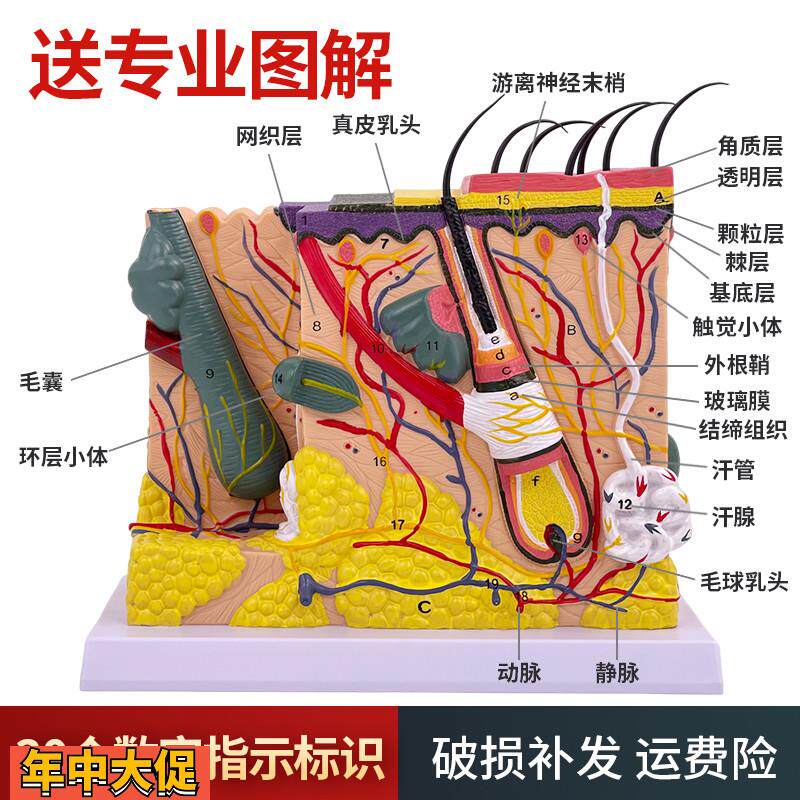 人体皮肤组织结构放大模型皮肤切面解剖模型美容整形皮肤微整形