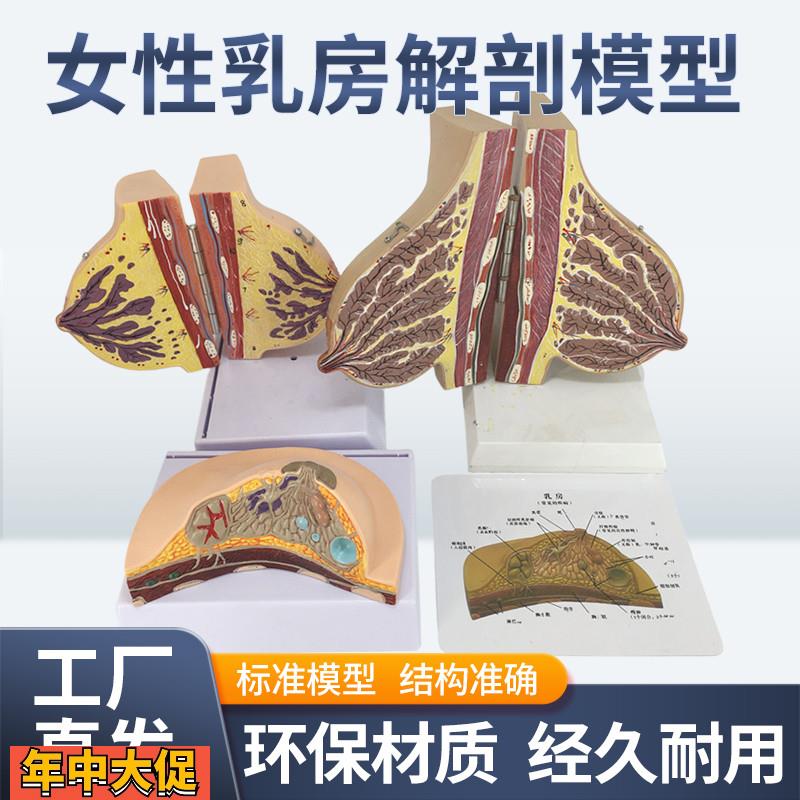 乳房模型胸部解剖乳房结构造乳腺病变模型哺乳期催乳师教具通用
