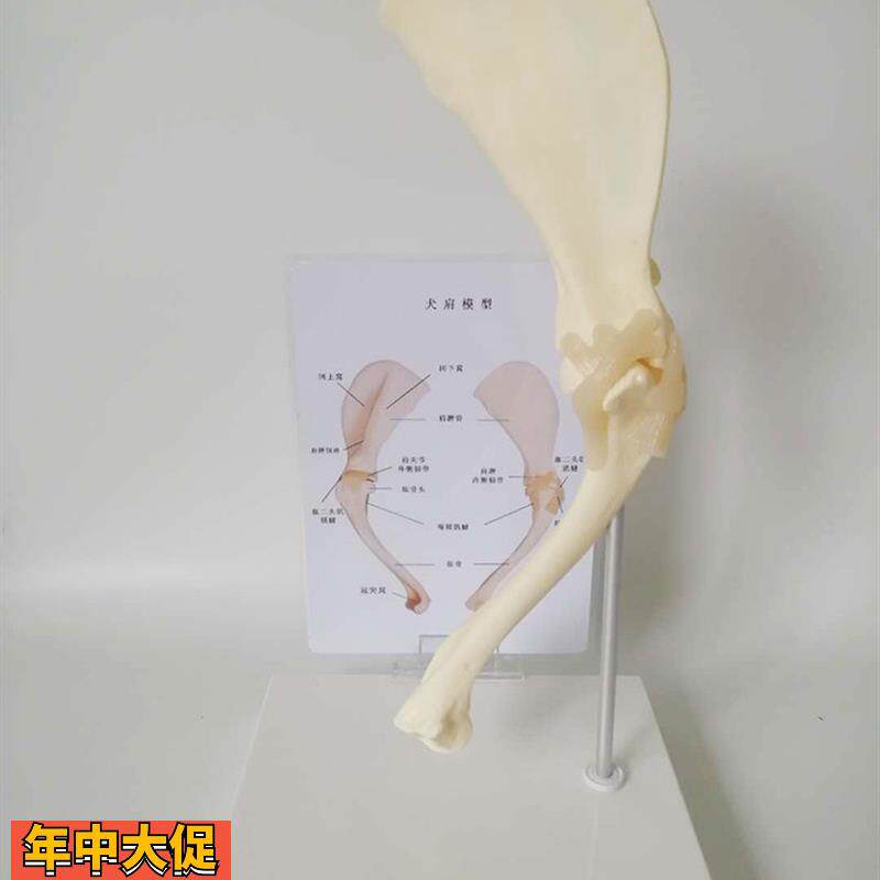 狗肩关节模型狗骨架犬骨架犬科教学宠物畜牧兽医教学教仪包邮