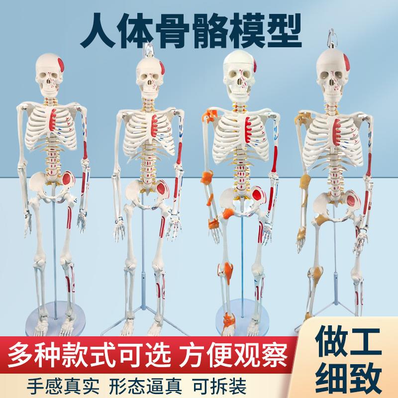 成人体肌肉骨骼结构全身解剖骨架模型可拆卸医用脊椎小白骷髅教具