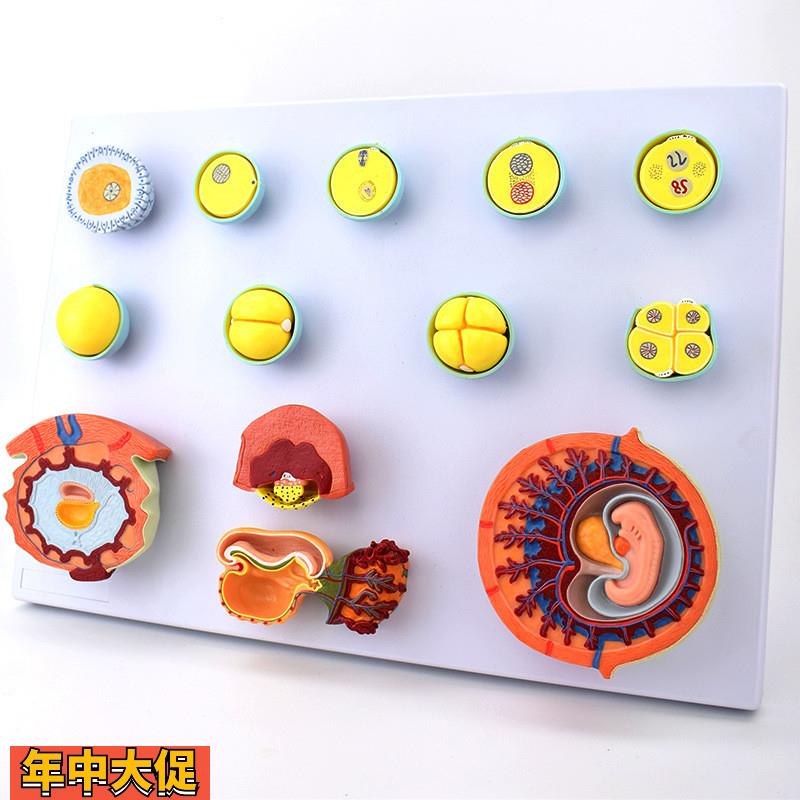 胚胎发育过程模型受精卵生殖妊娠精子卵巢结构足月胎儿受孕腹腔