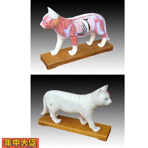 动物中医用猫体针灸模型解剖穴位教学练习训练标本模具
