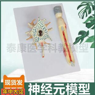 神经细胞模型神经元突触反射弧模型脊髓神经根中枢脑功能