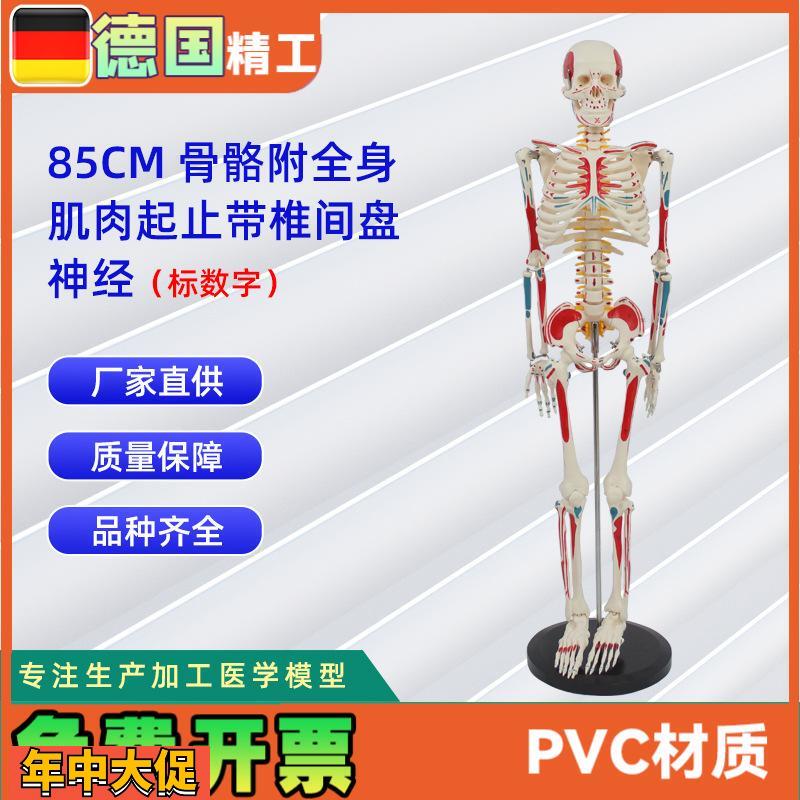 85CM附全身肌肉起止带椎间盘神经骨骼模型标数字人体骨骼模型教学