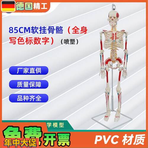 85CM软挂骨骼全身写色标数字(喷塑)医学教学用具仿真人体骨骼