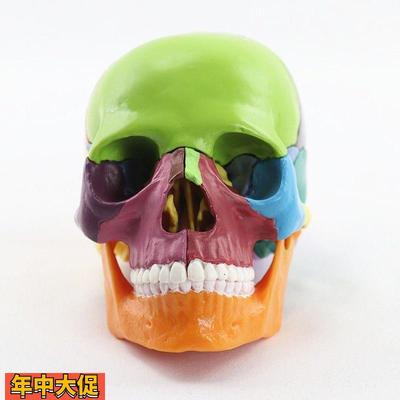 瑞泰模型15部件拼装头骨色彩分离口腔下颌骨牙医考试模具散装颅骨