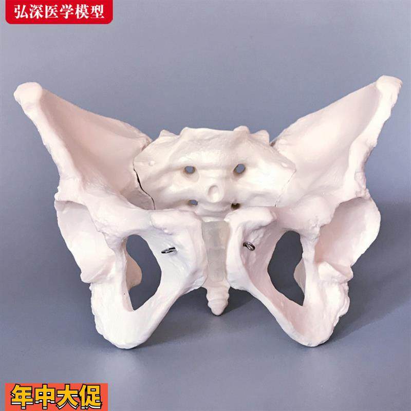女性骨盆模型人体成人骨科盆骨骼妇产科助产教学耻骨骶骨立体模具,玩具/童车/益智/积木/模型,其他模型玩具,淘宝优惠券,粉丝福利购,淘宝优惠卷