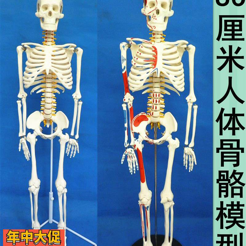 医用人体骨骼模型人体脊椎骨架医用脊柱标本小人全身骨模型85厘米
