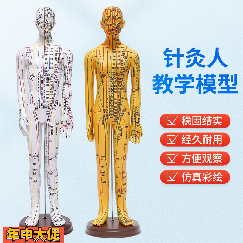 针灸穴位人体模型全身家用中医十二经络图小皮人硅胶扎针练习铜人