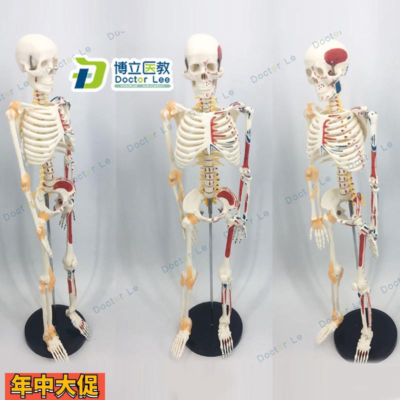 人体骨骼85CM人体骨架软腰椎悬挂式附脊椎神经根脊椎动脉模型