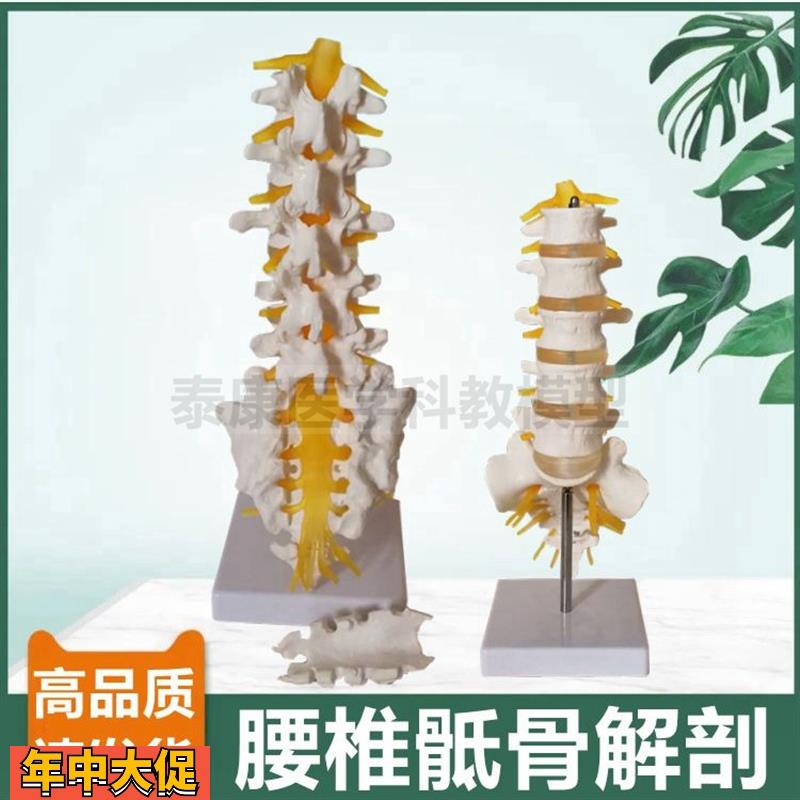 1比1腰椎模型椎间盘脊神经骶骨尾骨瑜伽功能健身馆装备正骨小针刀