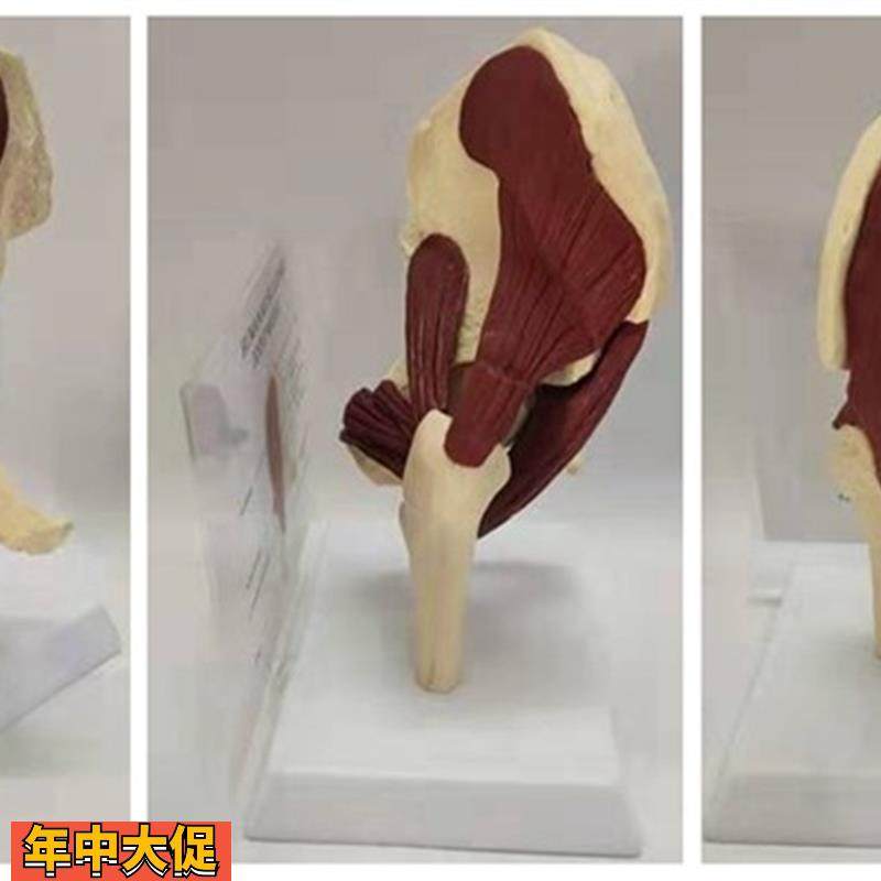 人体1:1髋关节肌肉模型骨骼骨架骨盆股骨医用教学讲解展示,玩具/童车/益智/积木/模型,其他模型玩具,淘宝优惠券,粉丝福利购,淘宝优惠卷