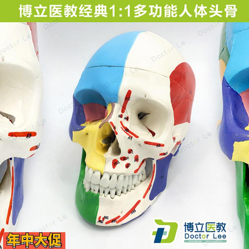 医学艺用人体头骨颅骨模型头骨分区肌肉模型神经骨科教学正骨骨科
