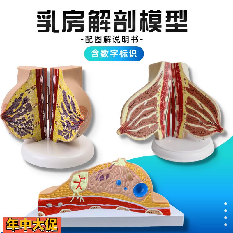哺乳期乳房模具乳房解剖模型催乳师培训乳房演示模型乳腺月嫂培训