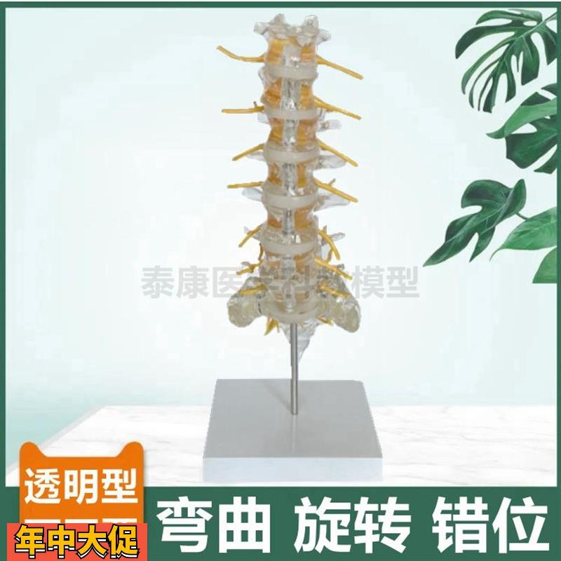 透明脊椎模型人体腰椎随意弯曲旋转错位正骨功能演示盲人康复瑜伽