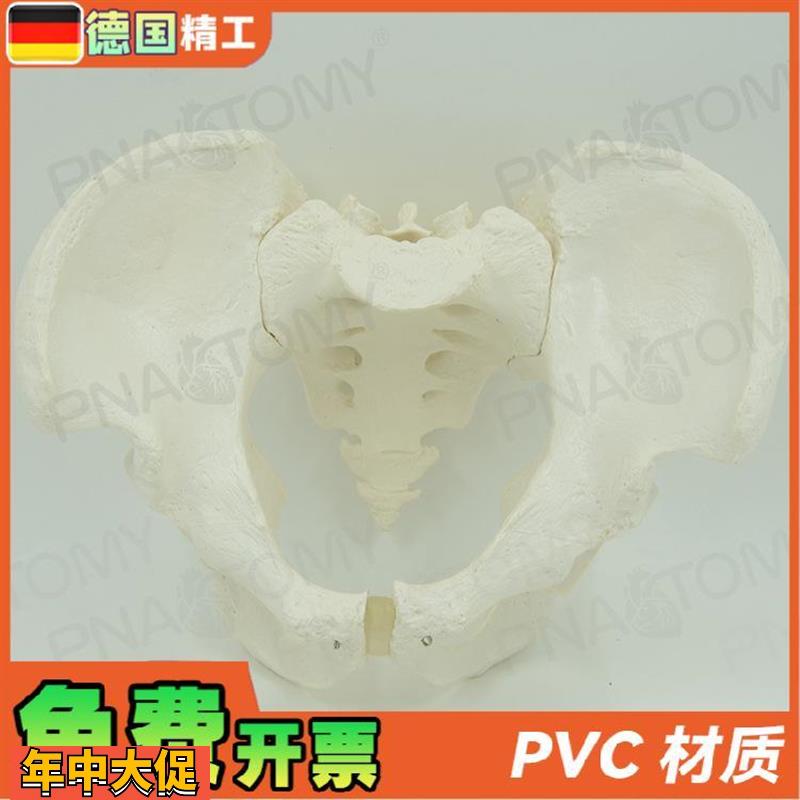 德国】人体男性骨盆骨骼骨架模型1比1大小教学正骨骨科教具