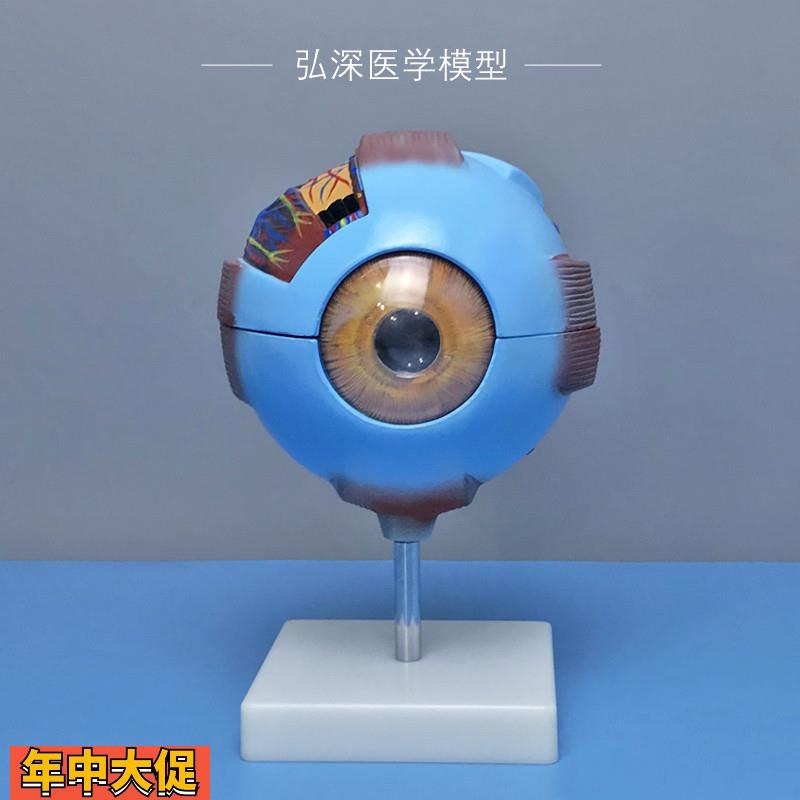 人体眼球模型眼睛结构放大可拆五官医学模具眼部视力儿童教学道具