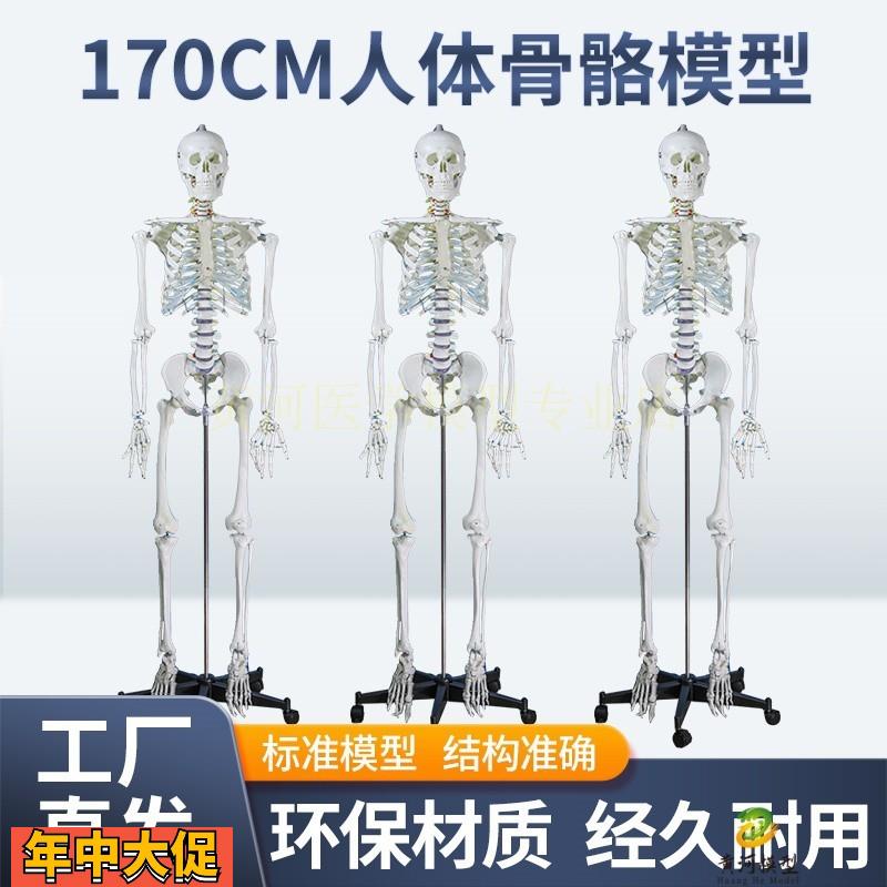 成人一比一人体骨骼模型170cm人体骨架标准医学骷髅骨架解剖标本