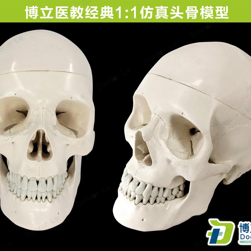 艺用医用头颅骨绘画美术素描教学仿真头骨标本模型仿真骷髅头标本