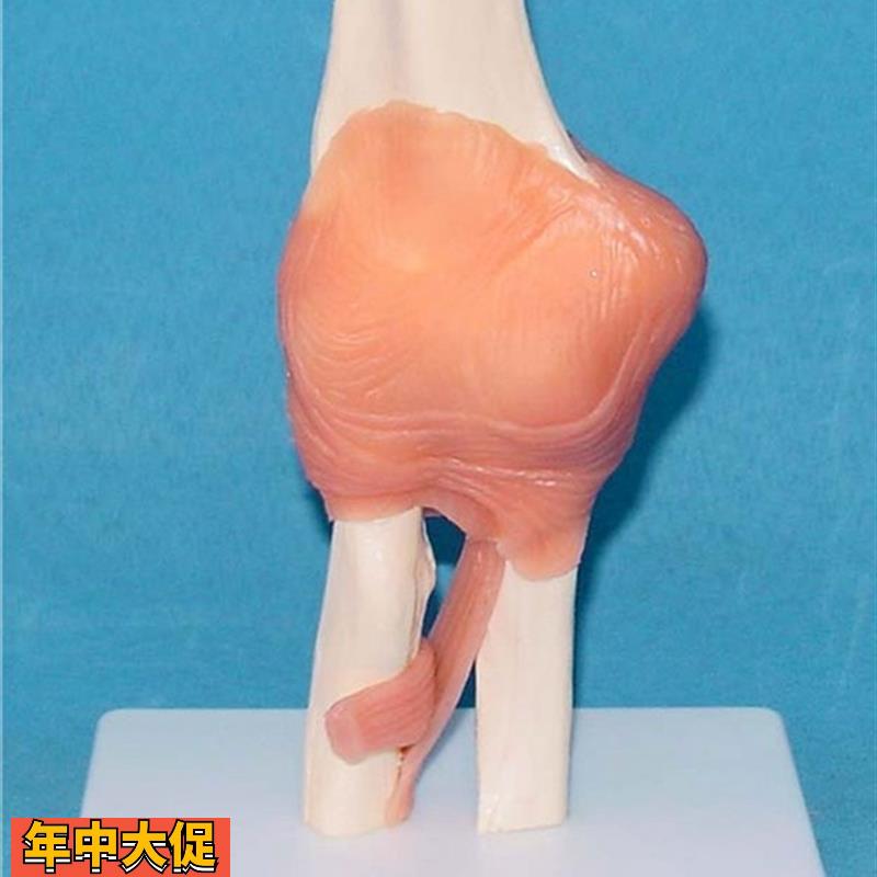 人体肘关节骨骼模型人体关节骨骼骨架模型医用人体标本模型