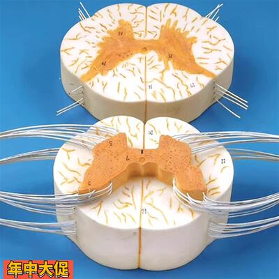 脊髓与脊神经分支放大模型GD/A18103