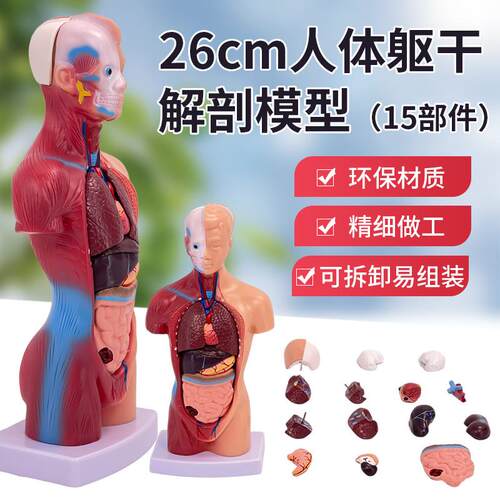 医学内脏人体器官结构躯干解剖模型心脏构造拆装教学玩具儿童益智