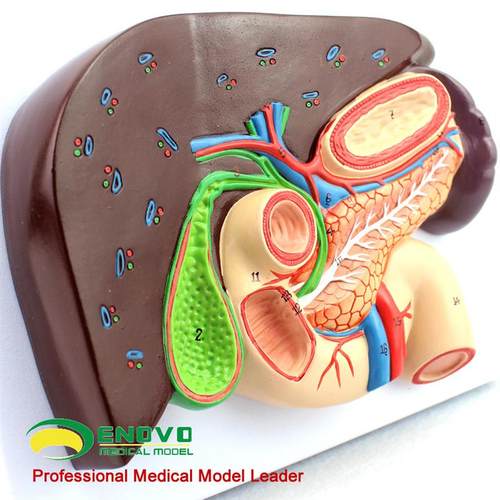 ENOVO颐诺人体肝胆胰十二指肠胃结构模型肝胆脾胰解剖切面模型消