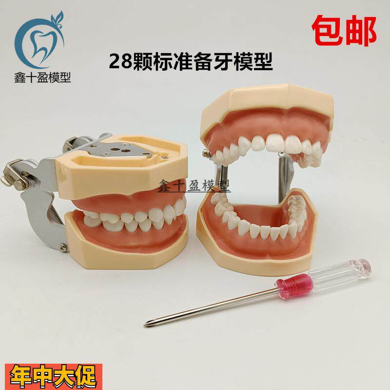 牙科备牙模型28颗标准备牙模型可拆卸牙粒练习制备窝洞嵌体冠