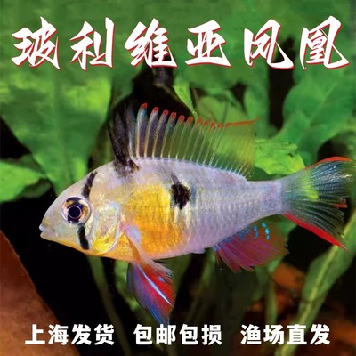 玻利维亚凤凰慈鲷淡水鱼小型鱼