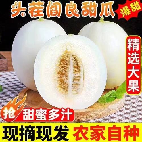 头茬阎良甜瓜陕西正宗小籽甜瓜小白瓜当季新鲜现摘香瓜梨瓜蜜瓜