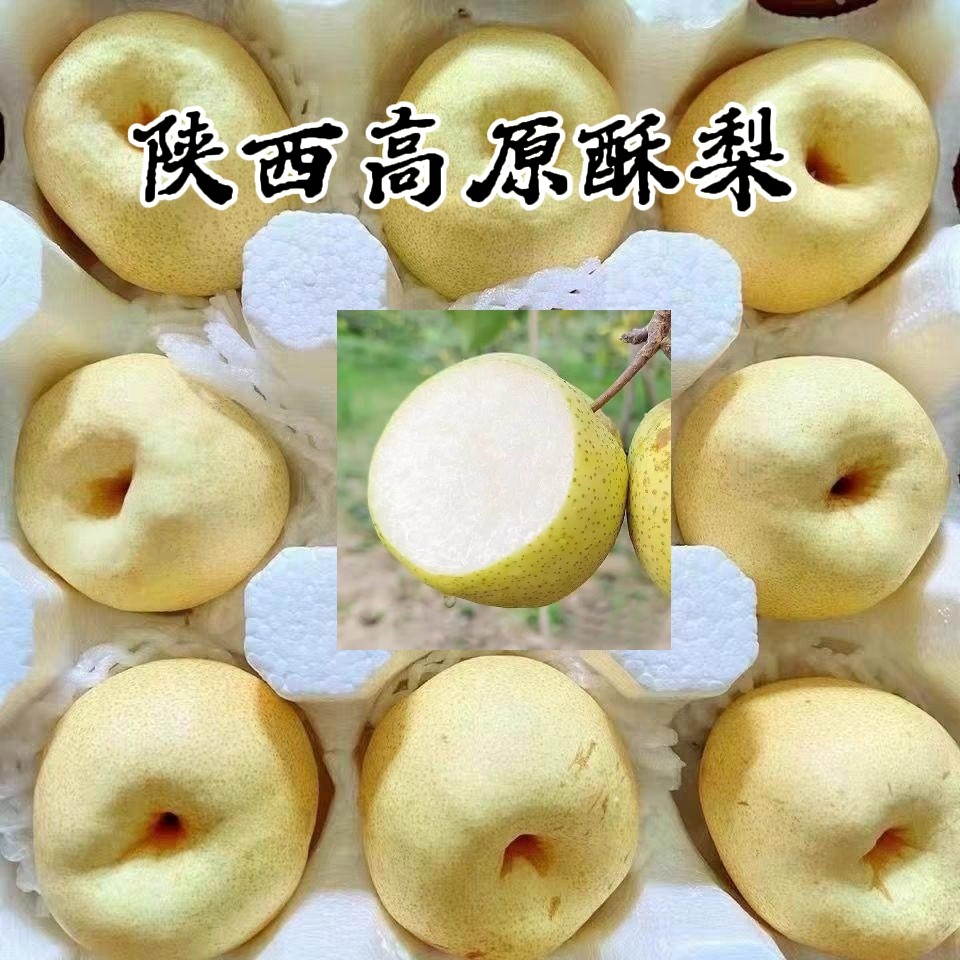 蒲城酥梨爆汁无渣爆汁砀山酥梨
