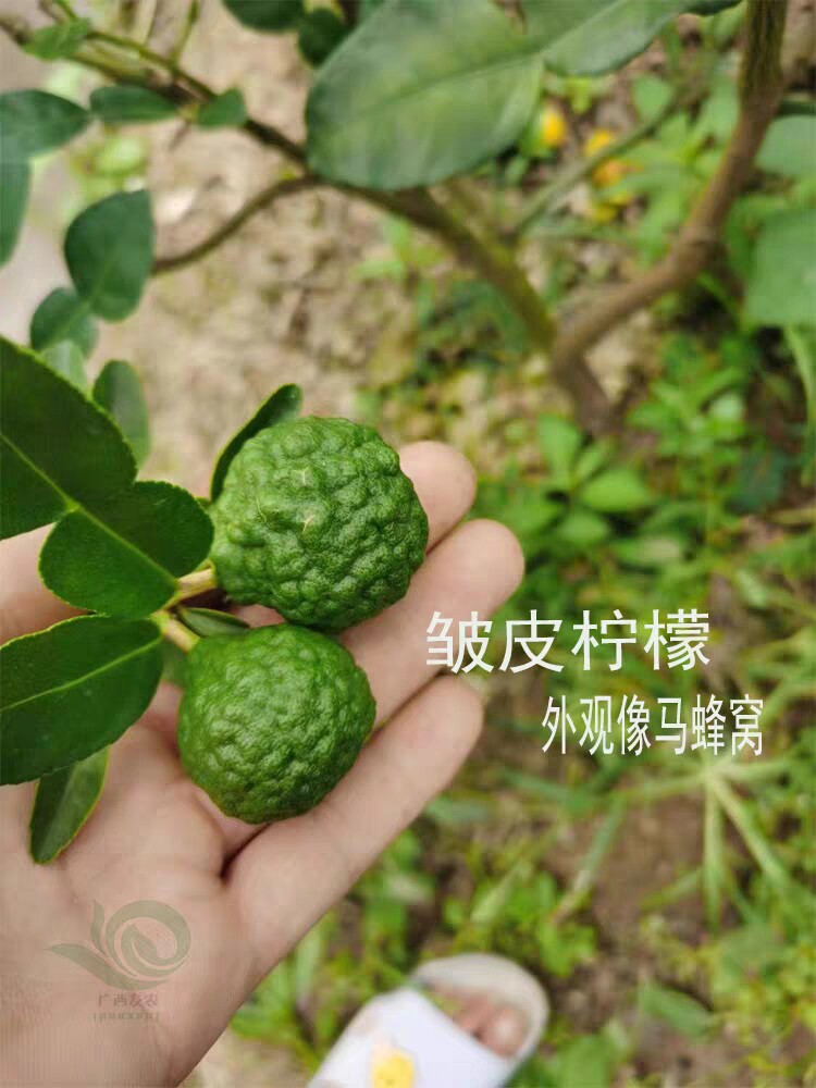 泰国皱皮柠檬嫁接苗四季香青柠丑柠檬南方果树苗盆栽地栽常绿包邮