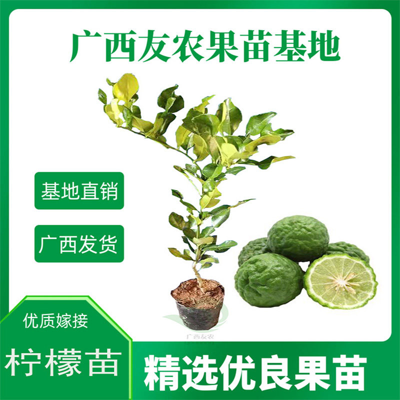 泰国皱皮柠檬嫁接苗四季香青柠丑柠檬南方果树苗盆栽地栽常绿包邮