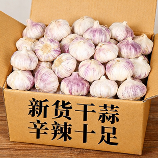 【今日特卖】紫皮干蒜大蒜头食用批发新鲜山东金乡红皮大瓣蒜包邮