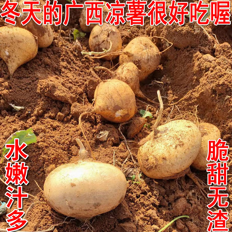 冬季凉薯新鲜挖2026年广西农家自种白地瓜沙葛即食蔬菜脆甜水果