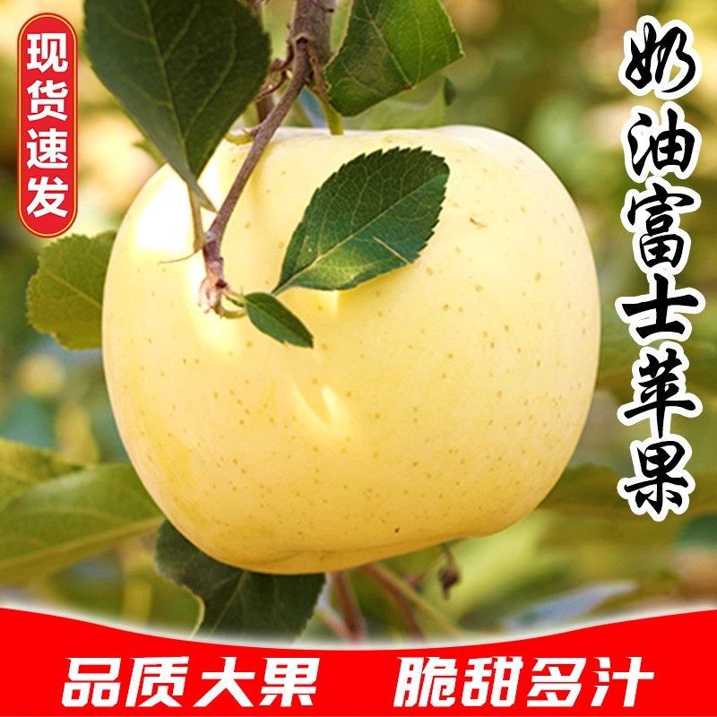 黄金奶油富士苹果脆甜多汁冰糖心牛奶白苹果大苹果产地直销5/10斤