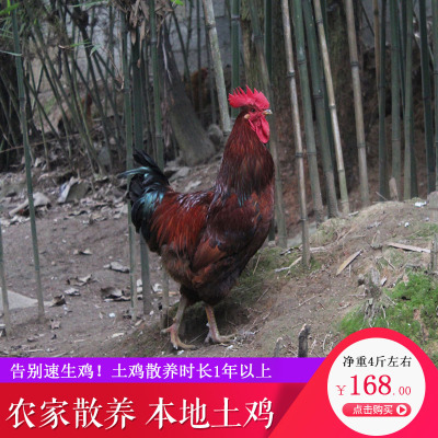 贵州农家散养土鸡本地土鸡活鸡现杀生长周期1年以上老品种土鸡