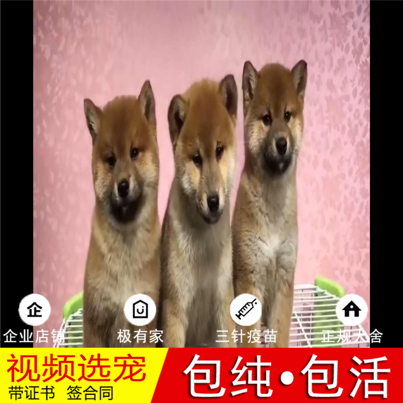 出售白色幼崽北京犬舍宠物狗狗