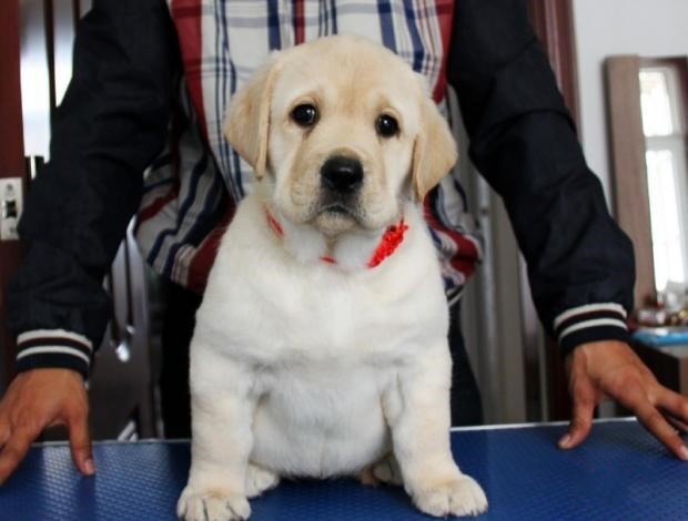 纯种拉布拉多幼犬小七巡回犬导盲犬拉布拉多活体幼犬宠物狗狗训练