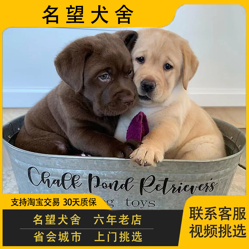 纯种拉布拉多幼犬活体大型宠物狗神犬小七赛级导盲犬巡回猎犬幼崽