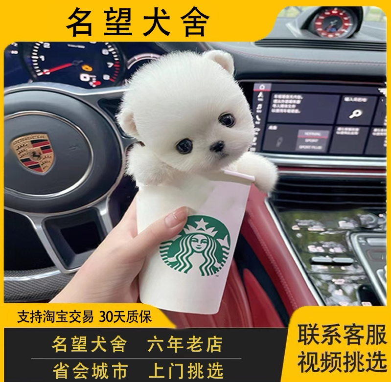 纯种哈多利博美幼犬茶杯犬俊介幼犬小体型迷你长不大活幼体宠物狗