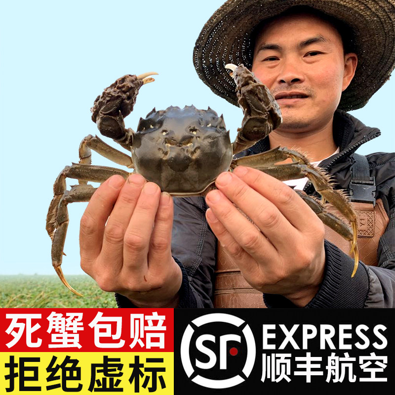 【活蟹】大闸蟹现货全母蟹螃蟹鲜活河蟹螃蟹共10只礼盒装