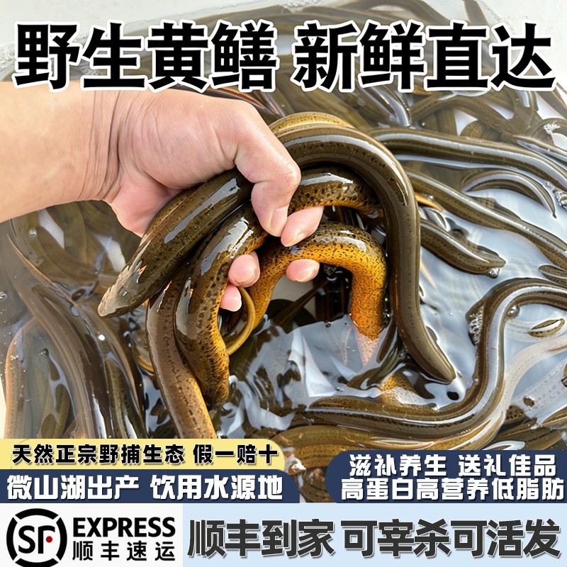 微山湖野捕生态黄鳝鱼新鲜活鱼现杀活的活体去骨鳝片鳝丝鳝段鳝鱼