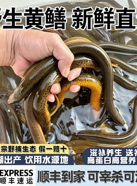 微山湖野捕黄鳝鱼新鲜宰杀可活发