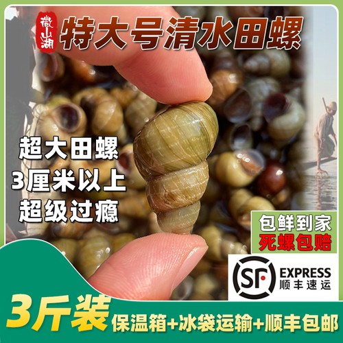 特大号清水田螺三厘米以上发顺丰