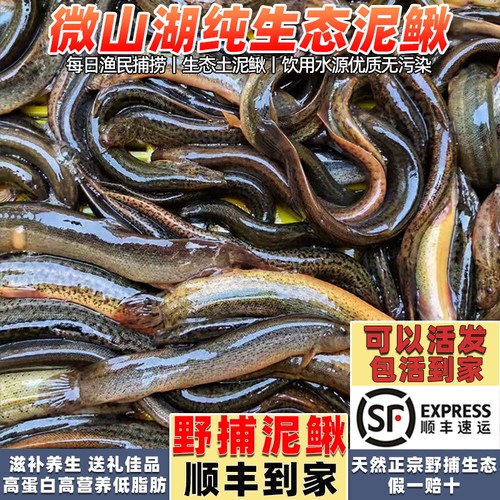 微山湖野生泥鳅可现杀可活发顺丰
