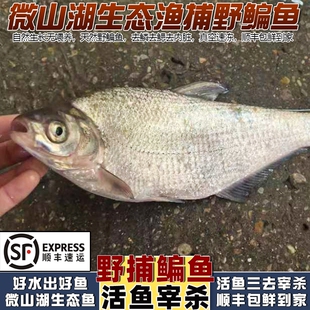 微山湖野捕生态鳊鱼新鲜活鱼现杀扁鱼淡水鱼新鲜草鳊鱼武昌鱼顺丰