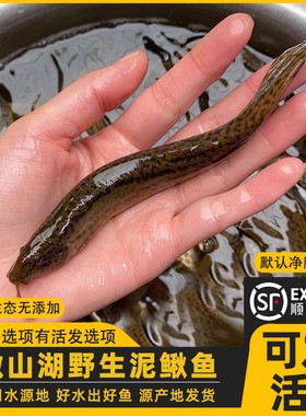 生态泥鳅鱼可以活发可以宰杀顺丰